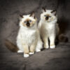Fotopapier - Afbeelding 2