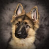 Fotopapier - Afbeelding 3